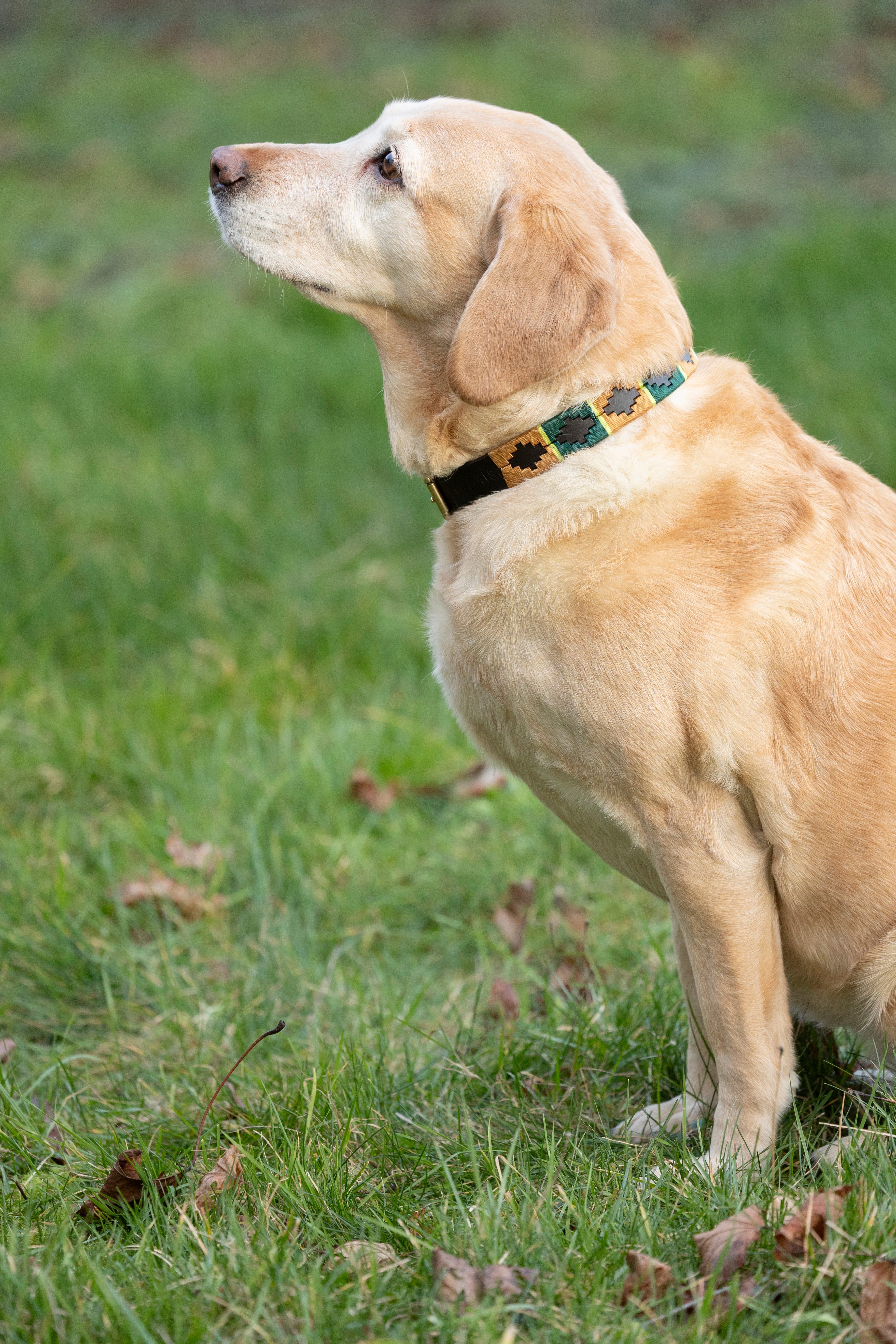 Benji &amp; Flo Sublime Polo Leather Dog Collar image 14